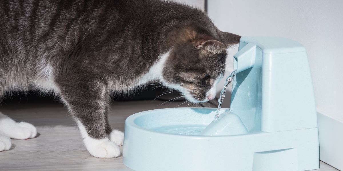 Cleaning cat water outlet fountain