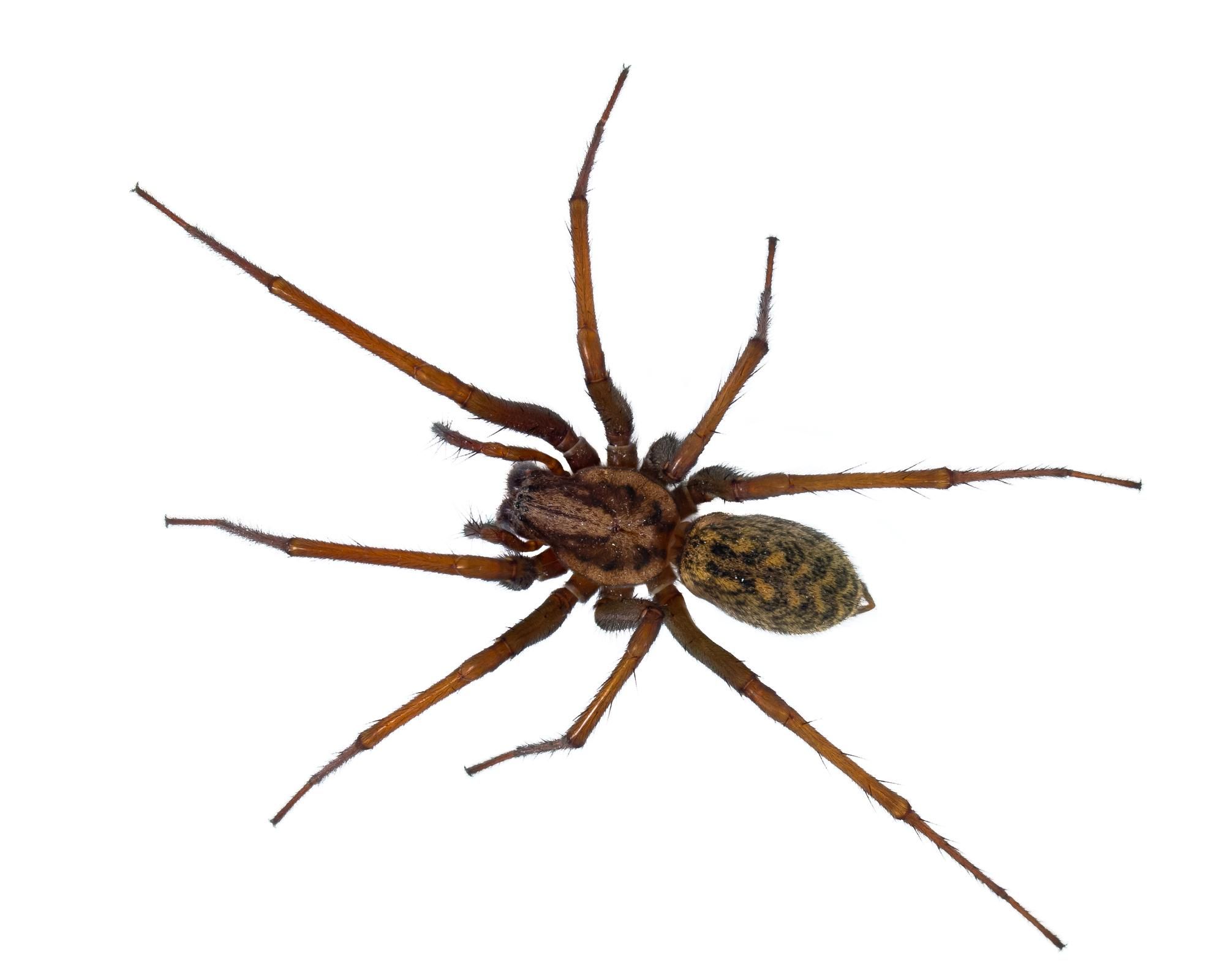 Essential Facts to Know About Hobo Spiders - Extermination Services Inc