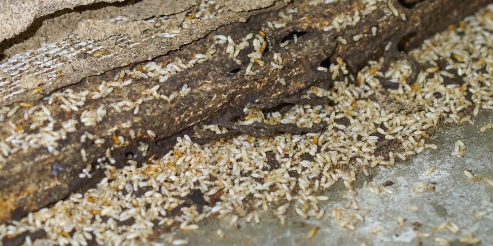 3 Signs You Need a Termite Treatment - Extermination Services Inc