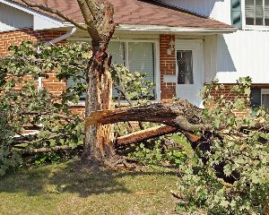 emergency tree service