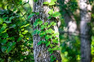 tree maintenance