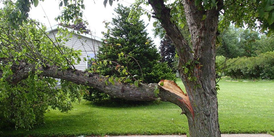 4 Tips for Helping Trees to Recover After a Storm - Bluegrass Tree ...