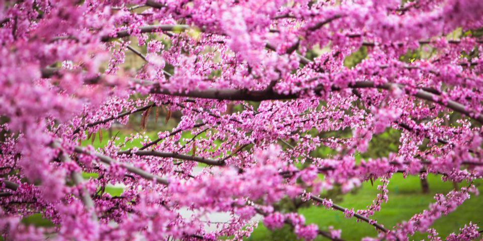 3 Common Flowering Trees in Kentucky - Bluegrass Tree Service, LLC