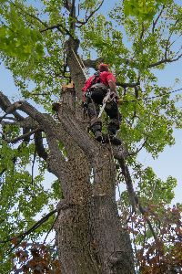 tree maintenance