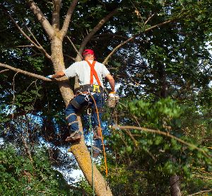 tree pruning