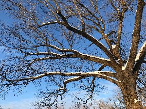 tree pruning