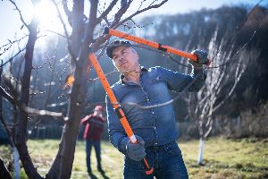 tree maintenance