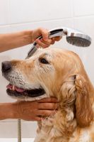 pet-grooming