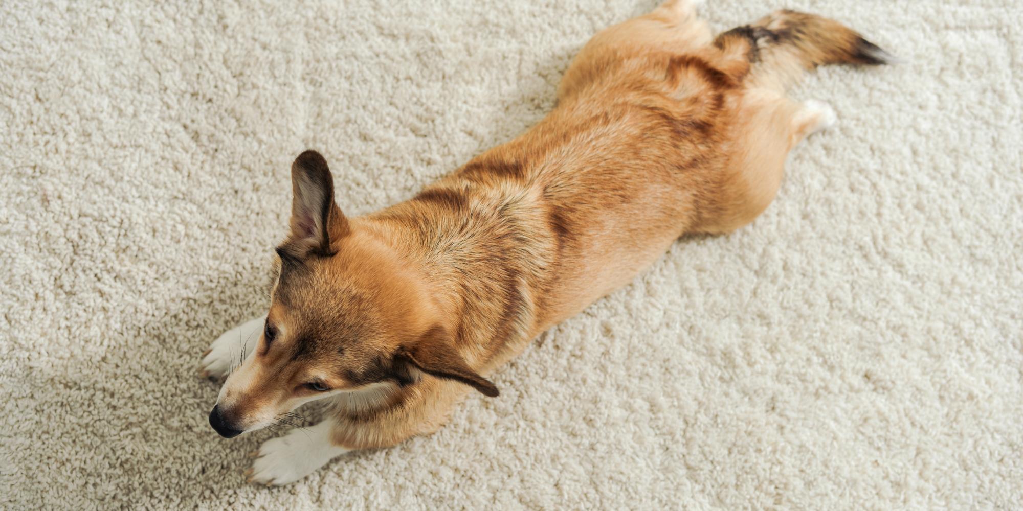 3 Ways to PuppyProof Your Carpet The Rug Beater Cleaning Enterprises