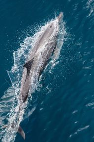 Waianae, HI dolphin excursion