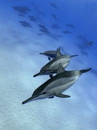 Waianae-HI-dolphin-excursions