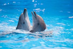 dolphin excursions
