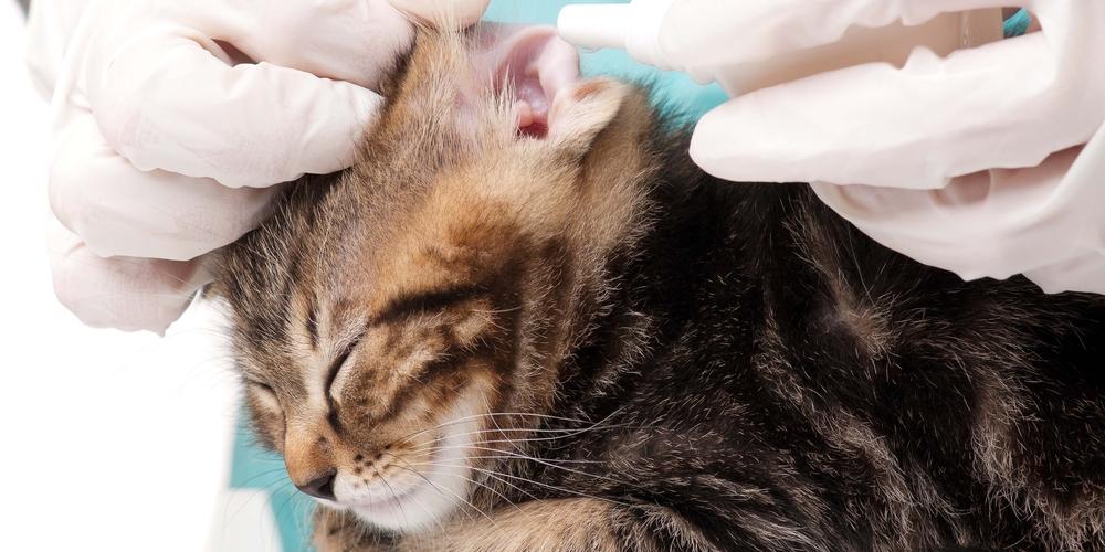 Vet Hospital's 5 Reliable Signs of Ear Infections in Cats Alexandria