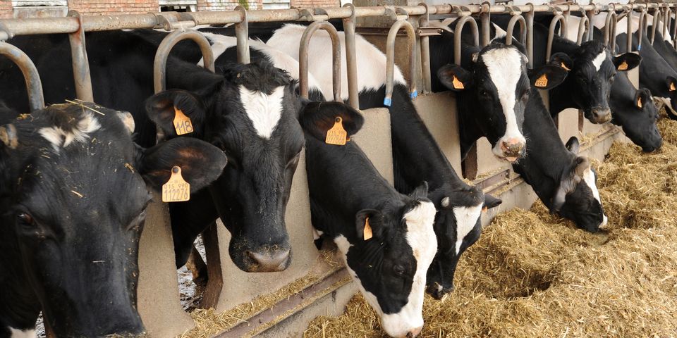 how-to-improve-cattle-condition-in-winter-farmers-cooperative-inc