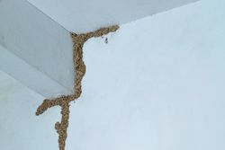 New-Braunfels-Texas-termite-treatment