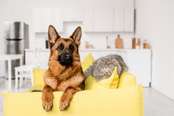 pet-friendly apartments