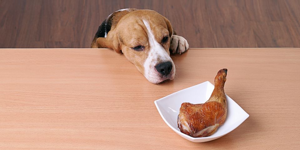 5 foods dogs should never eat