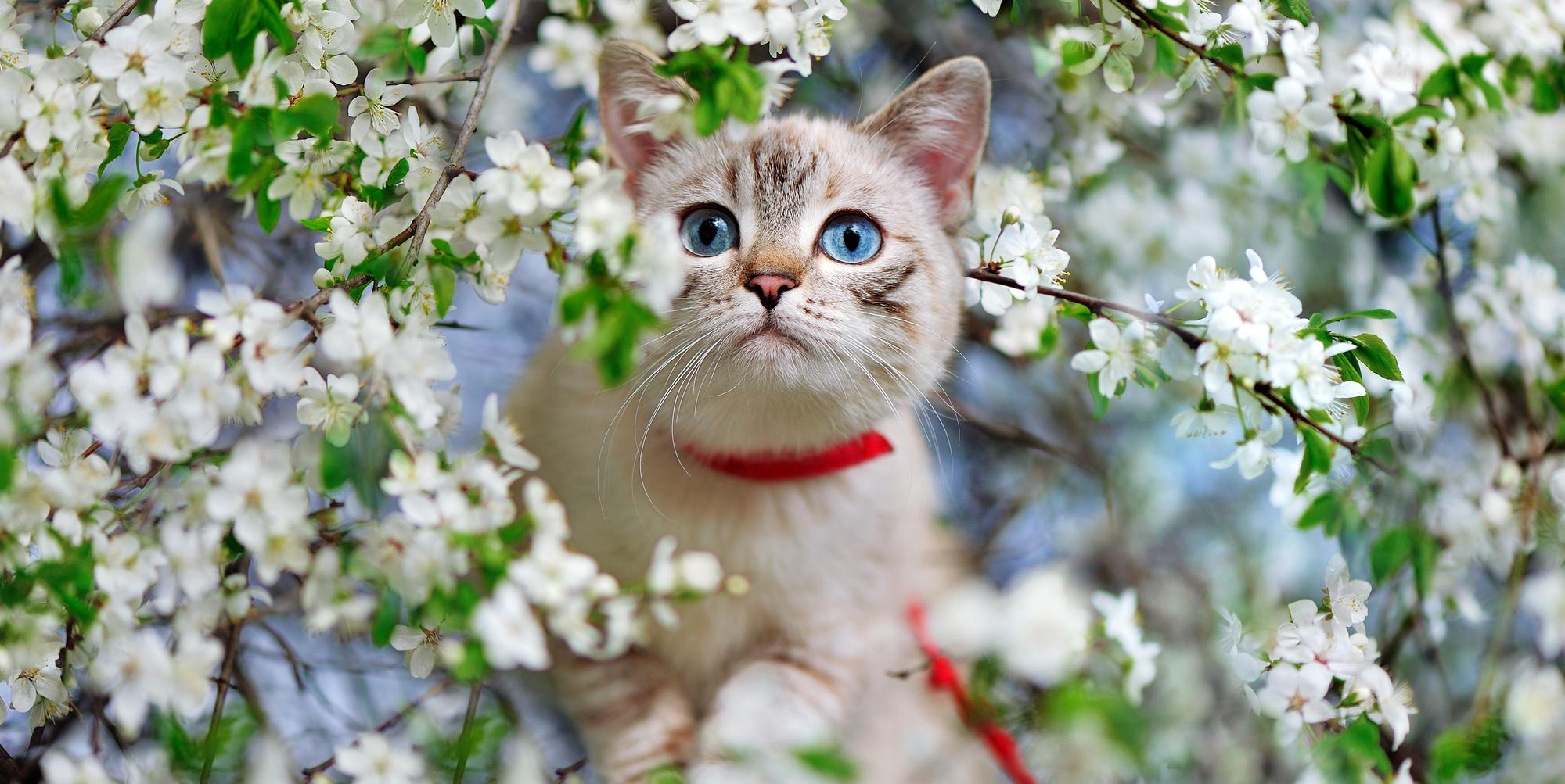 is cherry blossom poisonous to dogs