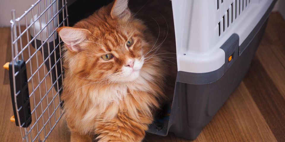 5 Helpful Tips to Get Your Cat Into Their Carrier Texas County