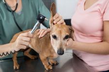 pet-health-exam