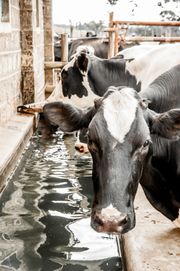 cattle water tanks