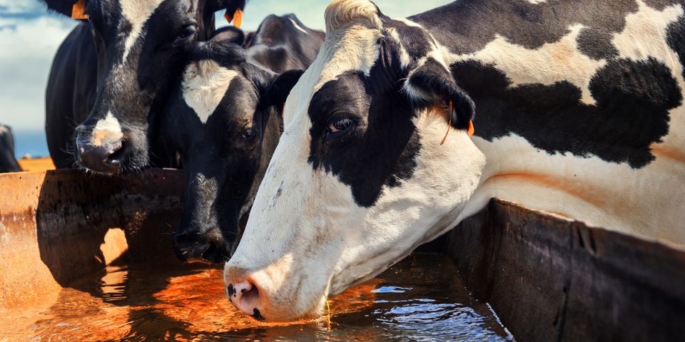 A Guide to the Importance of Clean Cattle Water Tanks - Olson Precast ...