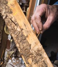 termite treatment