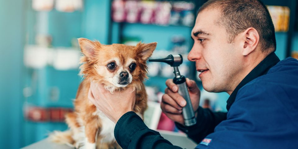 what-to-know-about-ear-infections-in-dogs-lillian-veterinary-hospital