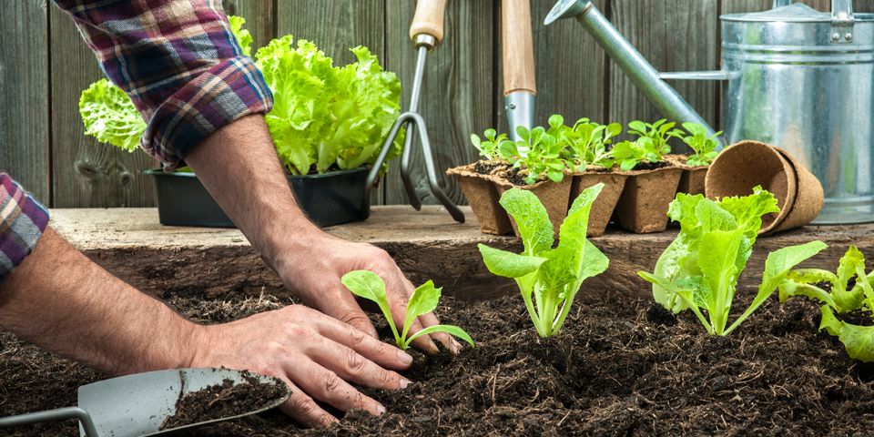 A Guide to Growing Plants Near a Septic Drain Field - Baldwin Septic ...