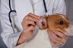 veterinarian