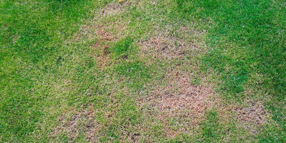 3 Common Causes of Dead Spots on Lawns - Landscape Carolina