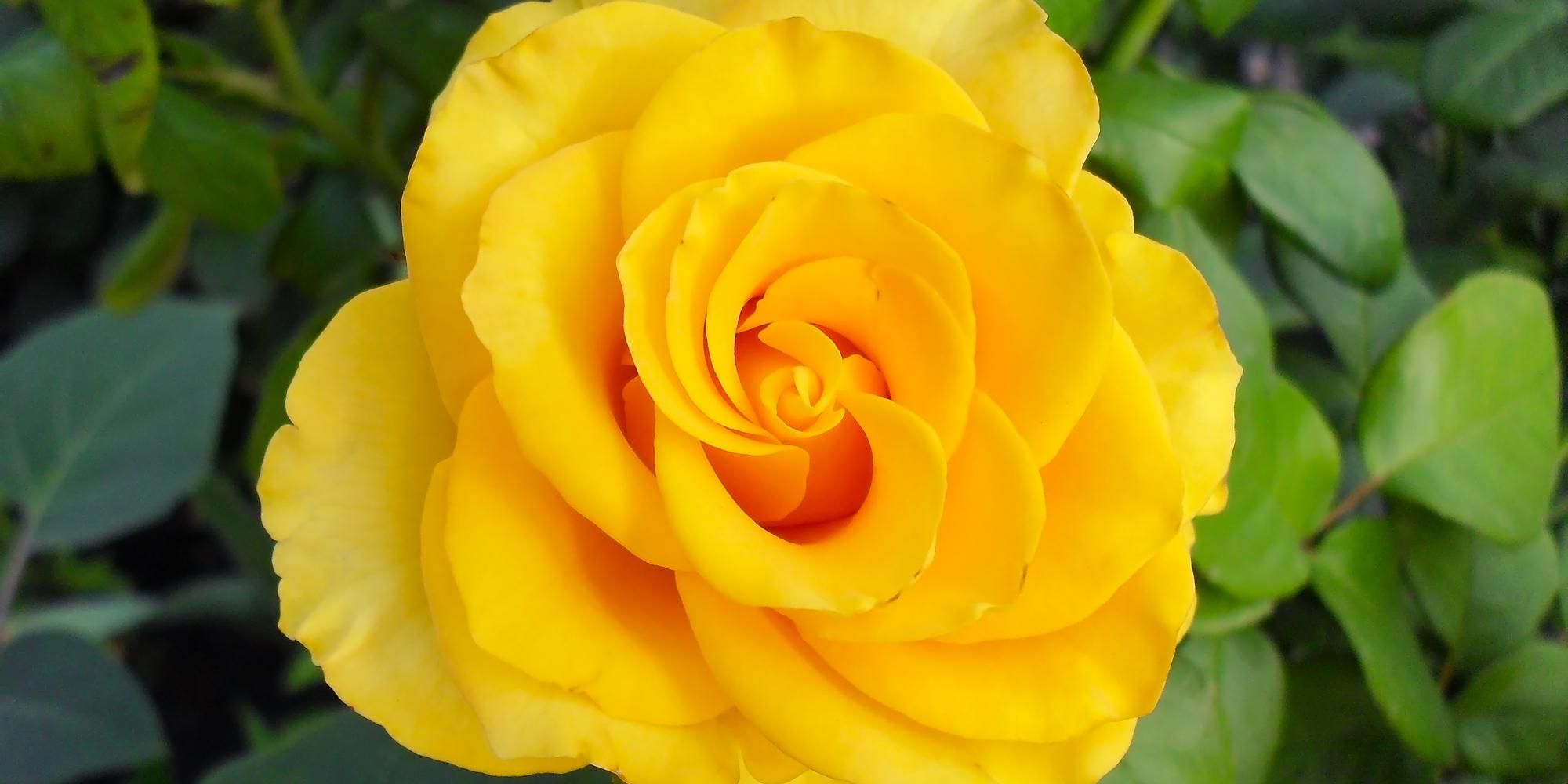 Персиан Сан Persian Sun роза