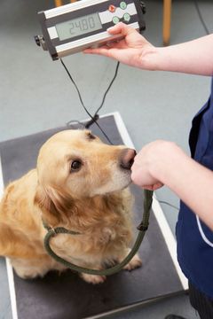 dog on scale with veterinarian