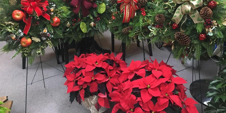 4 Ways to Keep Poinsettias Looking Better for Longer - Flower Barn