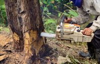 tree-removal-arborist-services-llc