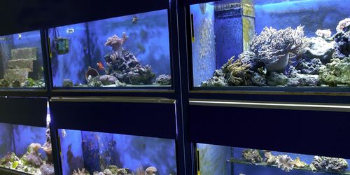 saltwater pet store near me