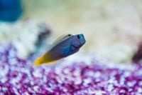 Reef Compatible Fish