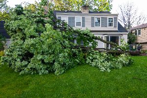 tree pruning