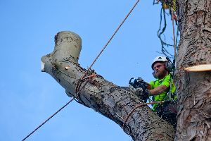 tree removal