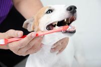 pet-exam-dr-robins-housecall-veterinary-services