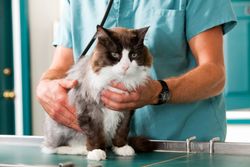 dog and cat vaccines