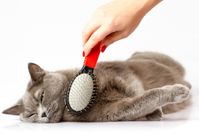 cat grooming