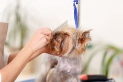 dog grooming Highland Heights KY