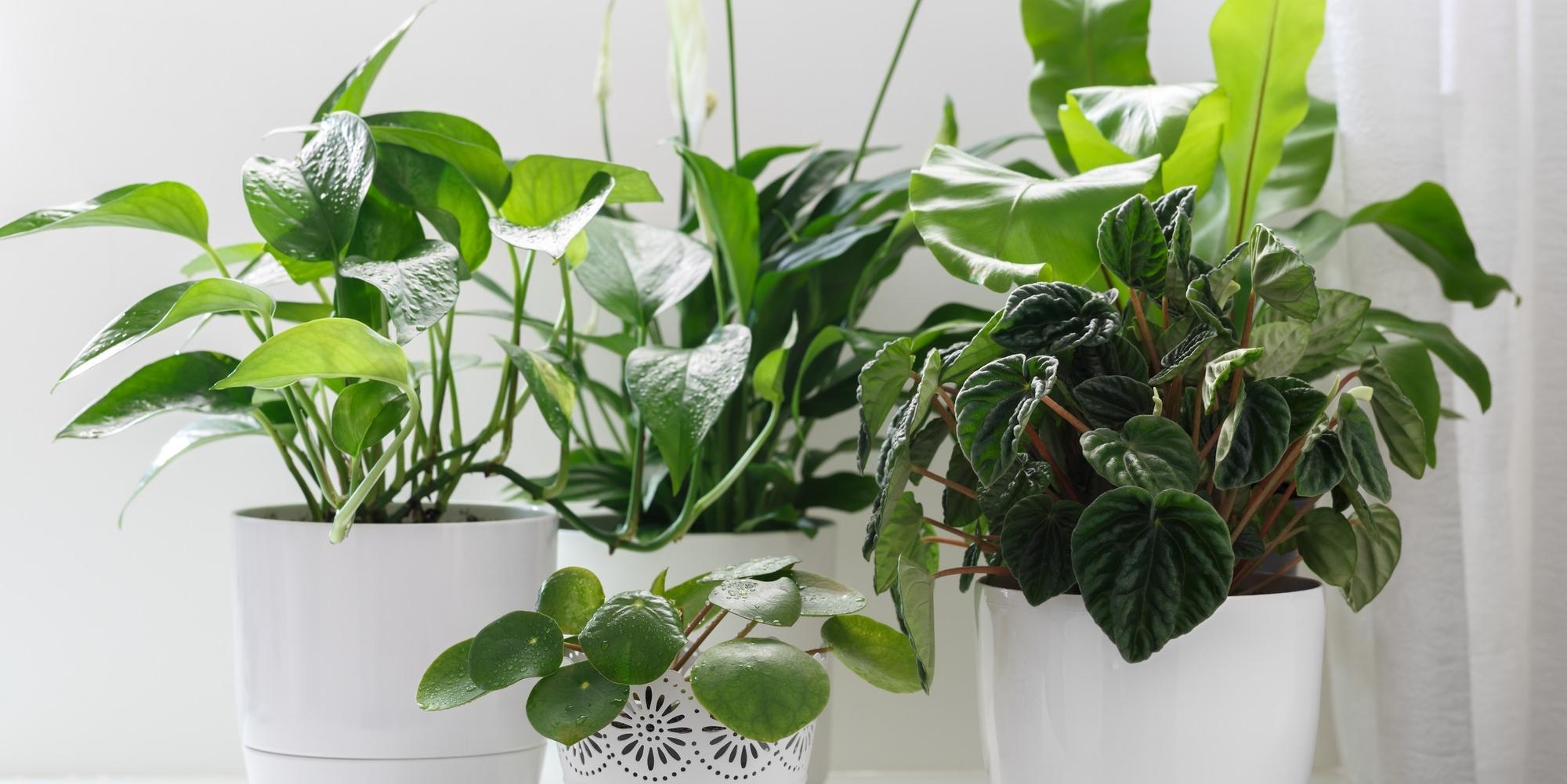 4 best house plants garden exchange ltd