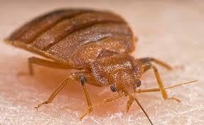 bed bug exterminator Eagan, MN