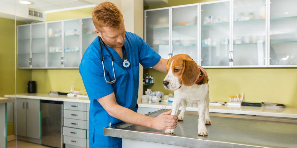 a-guide-to-skin-cancer-in-dogs-elyria-animal-hospital