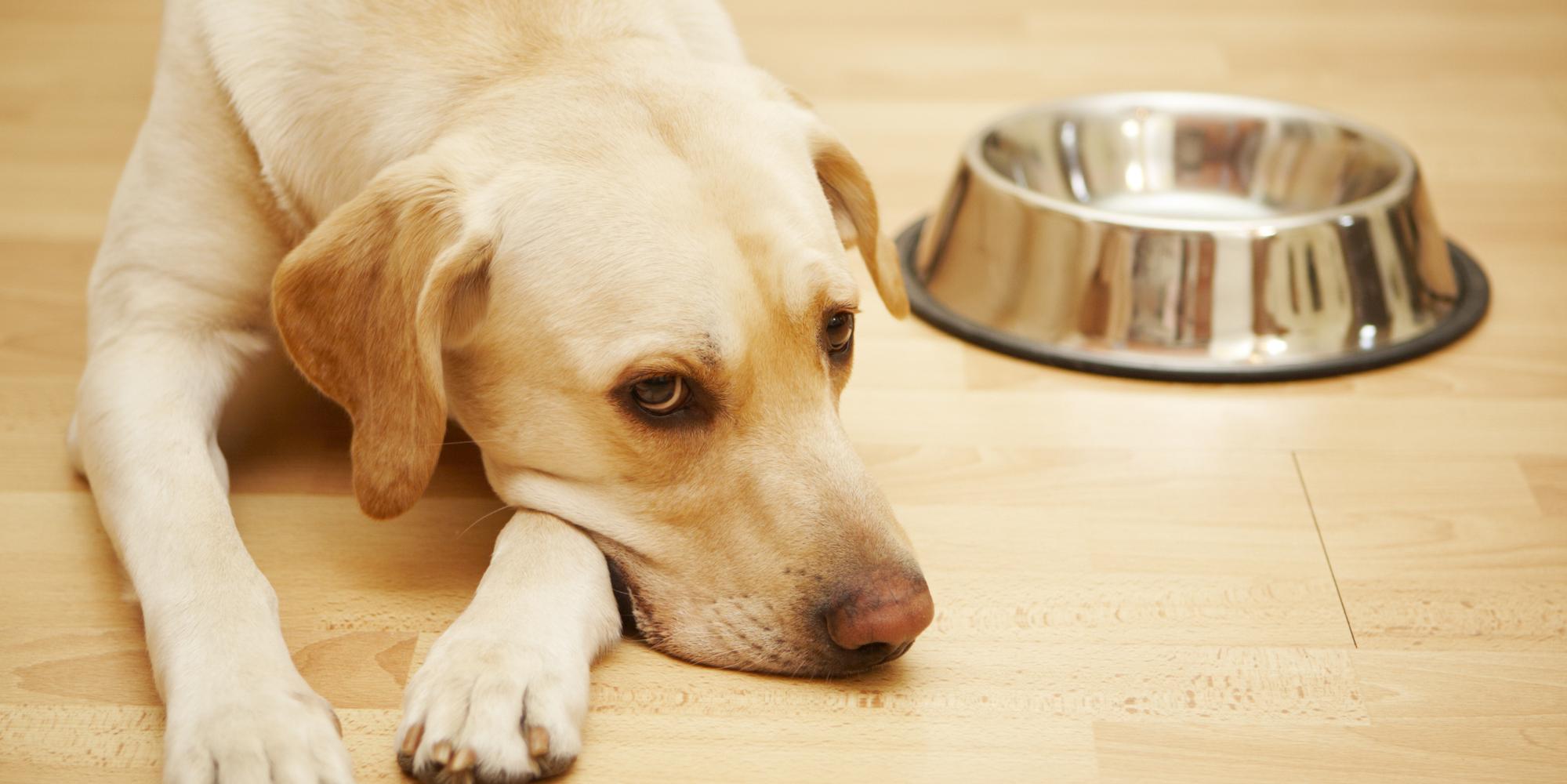 Do Dogs Gain Weight After Being Spayed Or Neutered Elyria Animal Hospital