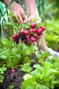 bulk seeds