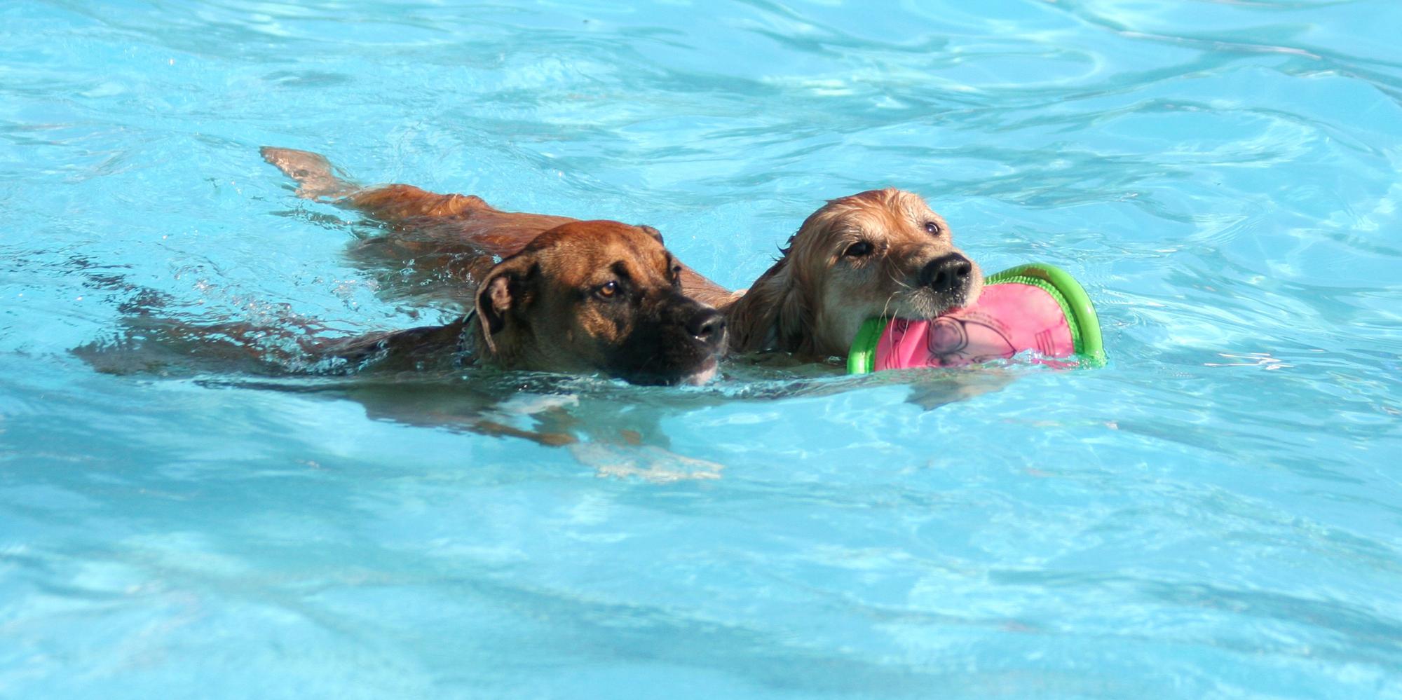 Can My Dog Swim In a Saltwater Pool? - Practical Pools & Ponds LLC