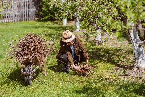 tree care